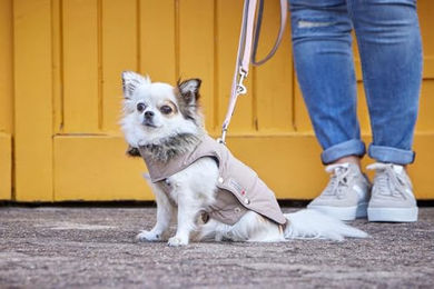 Wolters Hund Winterjacke Parka mit Fellkragen wasserdicht beige 22 cm – Bild 1 von 3