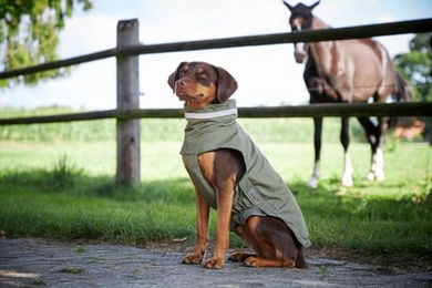 Wolters Hundemantel Modern Classic Outdoorjacke wasserdicht Grün Größe 48 cm – Bild 1 von 6