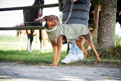 Wolters Hundemantel Modern Classic Outdoorjacke wasserdicht Grün Größe Klein – Bild 1 von 5
