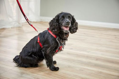 Wolters Professional Comfort Führleine aus Nylon für Hunde in Rot/Schwarz Größe L - 200 cm – Bild 1 von 2