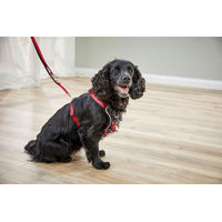 Produktbild von Wolters Professional Comfort Führleine aus Nylon für Hunde in Rot/Schwarz Größe L - 200 cm