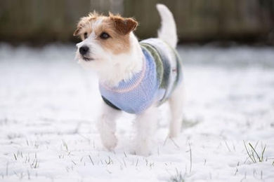 WOLTERS Strickpullover Marinello für Hunde aus Wolle mit 40 cm Rückenlänge – Bild 1 von 8