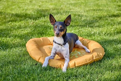 WOLTERS Summerly Kühlmatte für Hunde Curry Gelb Größe L – Bild 1 von 2