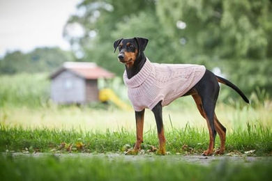 Wolters Zopf-Strickpullover für kleine bis mittelgroße Hunde in Rosa mit 45 cm Rückenlänge - 1 Stk. – Bild 1 von 2