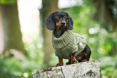 Wolters Zopf-Strickpullover für kleine bis mittlere Hunde in Grün aus Polyester – Bild 1 von 3