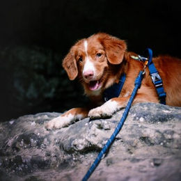 Woolly Wolf Führleine Rope aus Polyester in Blau – Bild 1 von 2