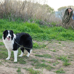 XBEN Schleppleine für Hunde aus Nylon mit gepolstertem Griff 10m Schwarz - 10 m – Bild 1 von 2