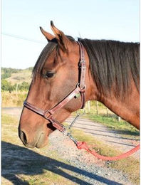 Produktbild von Zaumzeug für Vollblut aus chromgegerbtem Leder Ronzon Legend