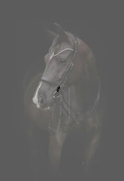 Produktbild von Zaumzeug Reiten Catago Gentle Connecting Rings