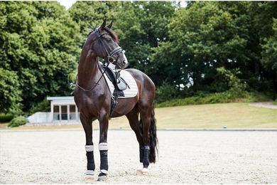 Produktbild von Zaumzeug Reiten Catago Savi