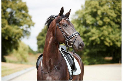 Produktbild von Zaumzeug Reiten gerollt Catago Shay