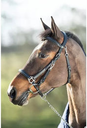 Produktbild von Zaumzeug Reiten HFI Combo