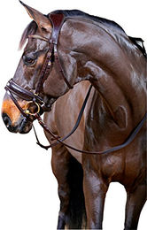 Produktbild von Zaumzeug Reiten HorseGuard Ergo