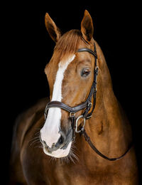 Produktbild von Zaumzeug Reiten Horseware Micklem