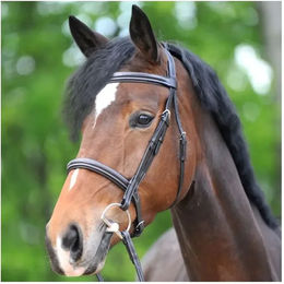 Zaumzeug Reiten Kavalkade Akila Hunter – Bild 1 von 2