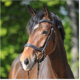 Zaumzeug Reiten Kavalkade Ivy Plus – Bild 1 von 2