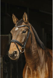 Produktbild von Zaumzeug Reiten Norton Pro Galon