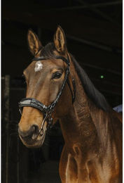 Produktbild von Zaumzeug Reiten Norton Pro Hackamore