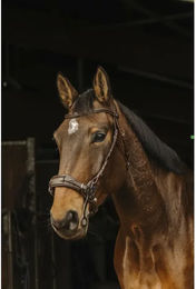 Produktbild von Zaumzeug Reiten Norton Pro Hackamore