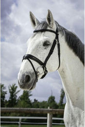 Produktbild von Zaumzeug Reiten Norton Pro Soft