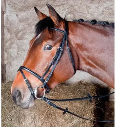 Produktbild von Zaumzeug Reiten T de T Bellini