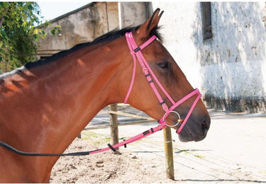 Produktbild von Zaumzeug Reiten T de T Biotack®