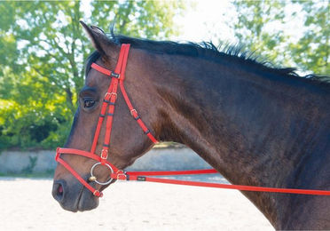 Produktbild von Zaumzeug Reiten T de T Biotack®