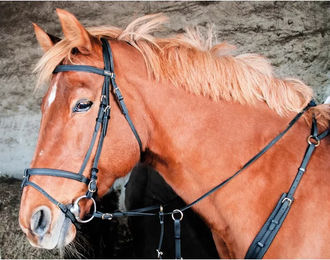 Produktbild von Zaumzeug Reiten T de T Biotack®