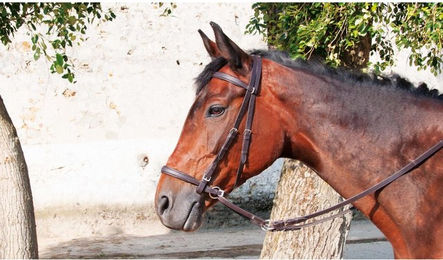 Produktbild von Zaumzeug Reiten T de T BitlessBridons équitation T de T Bitless