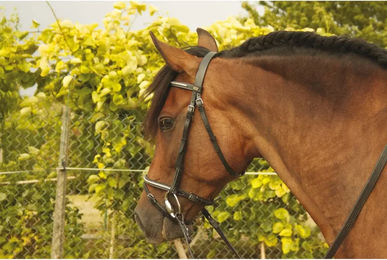 Produktbild von Zaumzeug Reiten T de T Goya