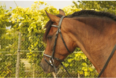 Produktbild von Zaumzeug Reiten T de T Goya