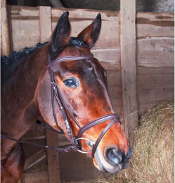 Produktbild von Zaumzeug Reiten T de T Klimt