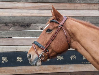 Produktbild von Zaumzeug Reiten T de T Lautrec