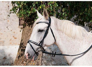 Produktbild von Zaumzeug Reiten T de T Pissarro