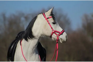 Produktbild von Zaumzeug Reiten T de T Sidepull Biotack®