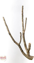 Produktbild von Zierkork Tronchos verzweigt - 10 cm