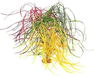 Produktbild von Zimmerpflanze Komodo Falling Sea Grass