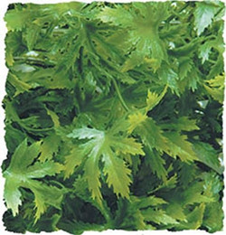 Produktbild von Zoo Med Cannabis Kunststoffpflanze Large
