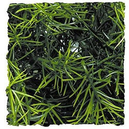 Produktbild von Zoo Med Cashuarina Kunststoffpflanze klein - 1 Stk.