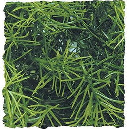 Produktbild von Zoo Med Cashurina Kunststoffpflanze large - 1 Stk.