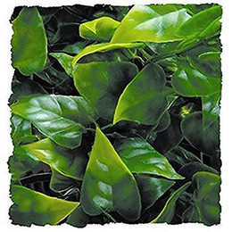 Produktbild von Zoo Med Mexican Phyllo Kunststoffpflanze S 36 cm - 1 Stk.