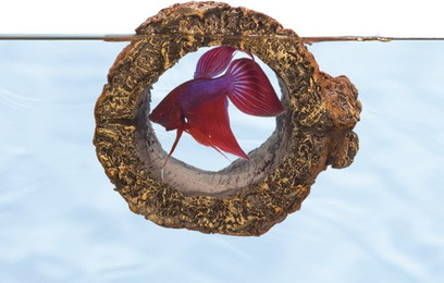 Produktbild von Zoomed BL-10E Schwimmender Betta-Stamm - 1 Stk.