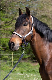 Produktbild von zweifarbige Nylonpferdehalfter HFI