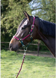 Produktbild von zweifarbige Nylonpferdehalfter HFI