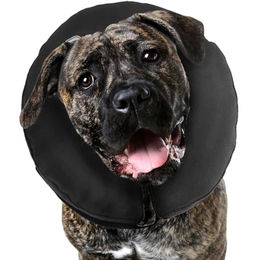 ZenPet Pro Collar Erziehungshalsband aus Stoff für Hunde in XXL – Bild 1 von 6