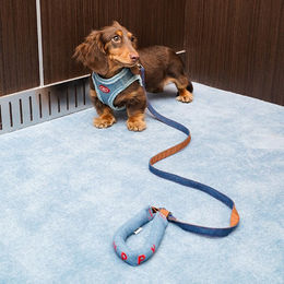 Zeze Hund Set aus Brustgeschirr, Halsband und Leine in Denim Blau Größe XS Mini – Bild 1 von 1