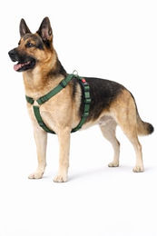 Ziggi Kaki Hundegeschirr H-Form aus Nylon in Größe XL verstellbar – Bild 1 von 2