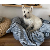 Produktbild von ZOLLNER Hundedecke und Katzendecke Grau 80 x 100 cm aus Polyester mit OEKO-TEX Standard 100 - 80 cm