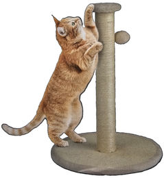Zoofari Katzen Kratzbaum Kaktus Beige mit Spielball 54 cm – Bild 1 von 1