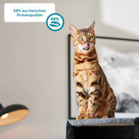 Produktbild von ZooRoyal Kitten Nassfutter Rind mit hohem Fleischanteil 12x200g